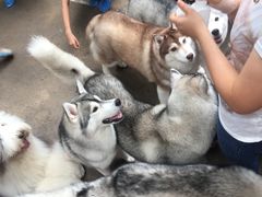 -TrueLove @ Neverland (Husky Cafe)