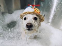 -PETKIT小佩宠物(古北店)