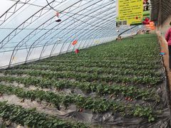 -田趣农庄草莓采摘园