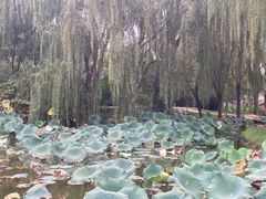 -毛遂公园