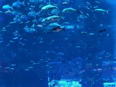 -亚特兰蒂斯•OSSIANO奥西亚诺海底餐厅