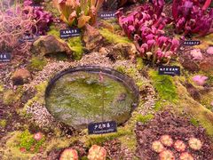 -中国科学院西双版纳热带植物园