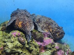 -鹿儿岛水族馆