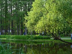 -上海共青森林公园