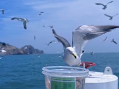 -海驴岛(荣成市)