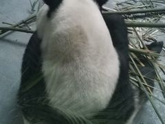 -青藏高原野生动物园