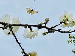 -新虹桥中心花园