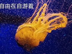 -深圳野生动物园