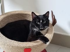 -爱侣宠医·鹦鹉专科·小型哺乳类·异宠专科(灵石路店)