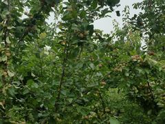 -中家鑫园温泉酒店鑫悦汤泉