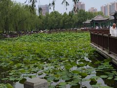 -莲花池公园