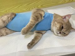 -中农大我爱我爱动物医院·核磁CT·猫病·24小时夜诊中心(石佛营店)