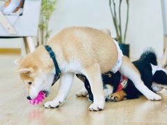 -柴犬小屋·柴餐厅·狗咖食堂(金鼎广场店)