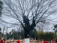 -东台西溪天仙缘景区