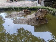 -上海野生动物园