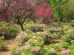 -洛阳市隋唐城遗址植物园
