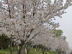 -羊山湖公园