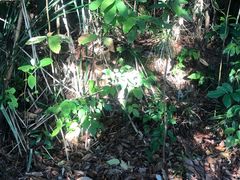 -武吉知马自然保护区