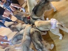 -Husky Go! 哈士奇体验馆·宠物咖啡厅狗咖