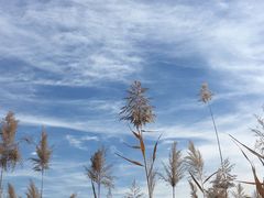 -西青郊野公园
