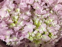 -怡花宜木鲜花店(朝阳路店)
