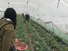 -小鱼草莓采摘园农家乐·小鱼餐厅
