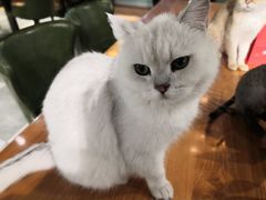 -猫小院猫主题餐厅(三里屯店)