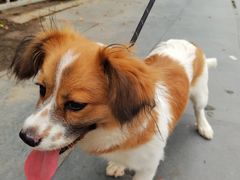 -乐琪宠物医院·犬猫专科·骨外科·急重症