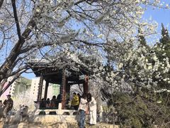 -桃花堤公园