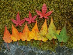 -叠溪松坪沟景区