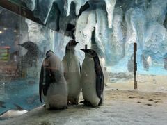 -帝企鹅自助餐厅•儿童岛•真企鹅(长隆企鹅酒店)