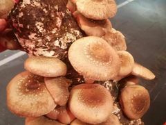 -谭鸭血老火锅(漳州路店)