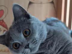 -欣宠猫屋·矮脚拿破仑·蓝金金渐层