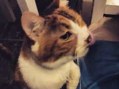 Anne猫窝咖啡屋-Anne猫窝咖啡屋