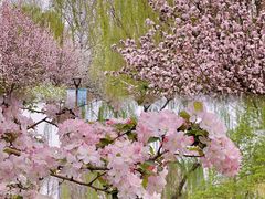 -海棠花溪(元大都城垣遗址公园)