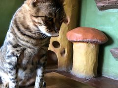 -猫猫幼稚园·撸猫·桌游·电玩