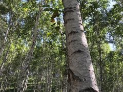 -塞罕坝国家级自然保护区