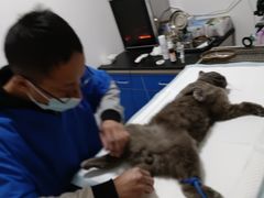 -灵美宠物诊所