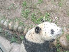-都江堰中华大熊猫苑