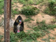 -石家庄市动物园