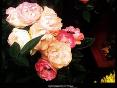 -人民公园(罗湖区)