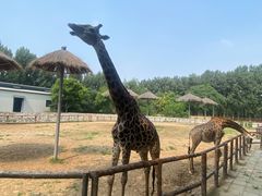 -北京野生动物园