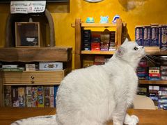 -猫猫幼稚园·撸猫·桌游·电玩