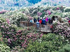 -贵州百里杜鹃风景名胜区