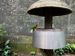 -新加坡飞禽公园