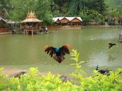 -西双版纳原始森林公园