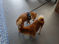 -柴源莊·柴小宠柴犬咖啡