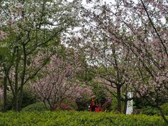 -昆山城市生态森林公园