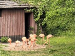 -合肥野生动物园