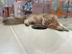 -三花喵·撸猫购宠·宠物生活馆(虹桥南丰城店)